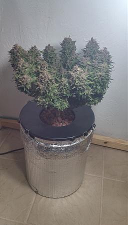 Click image for larger version

Name:	image_25156.jpg
Views:	321
Size:	3.55 MB
ID:	118093