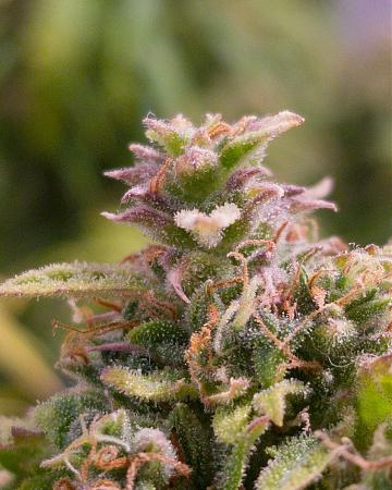 Click image for larger version

Name:	IMG_20181210_140638_537.jpg
Views:	264
Size:	288.1 KB
ID:	274734