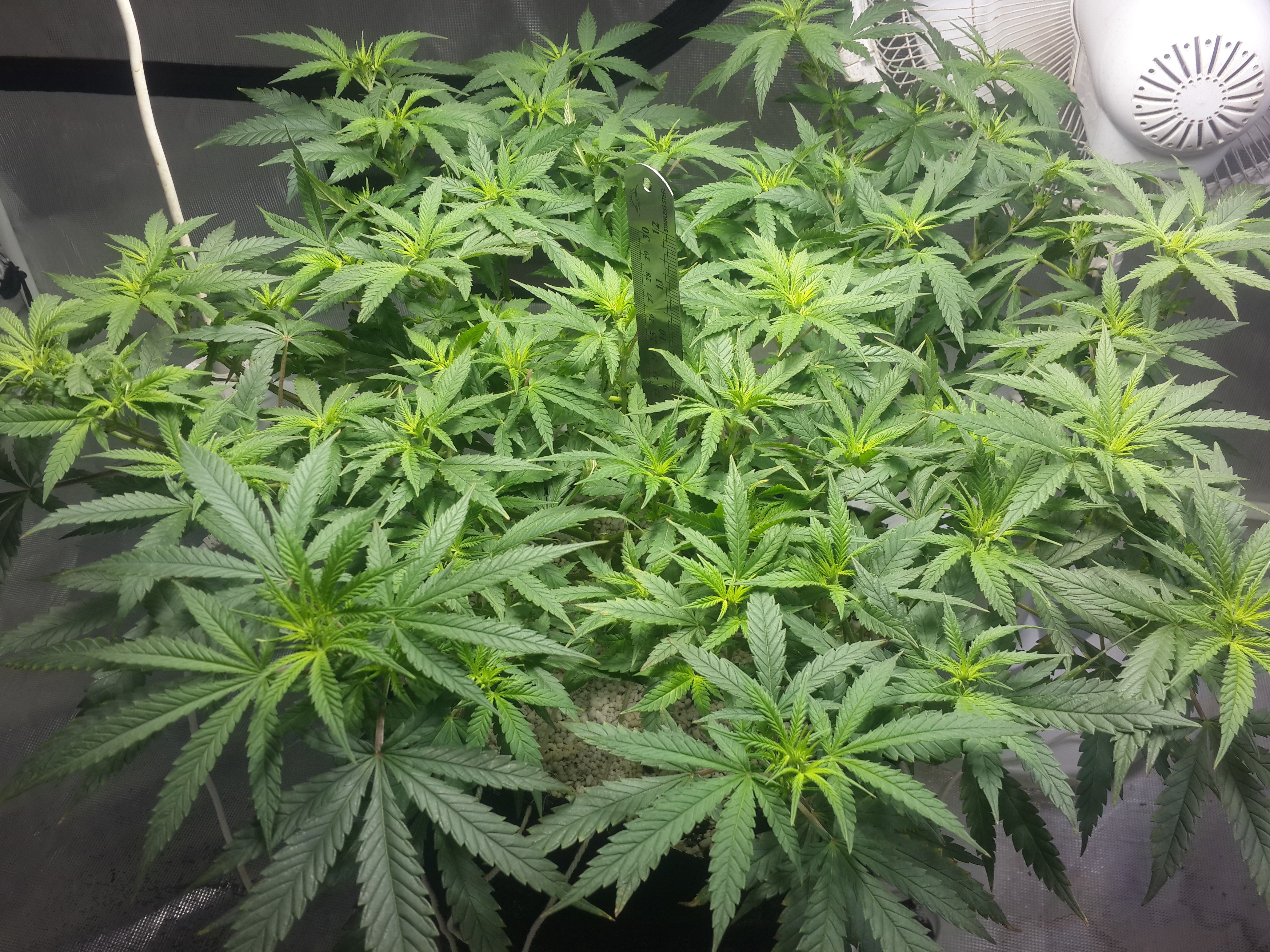 Click image for larger version

Name:	20181211_010108.jpg
Views:	159
Size:	3.14 MB
ID:	274916