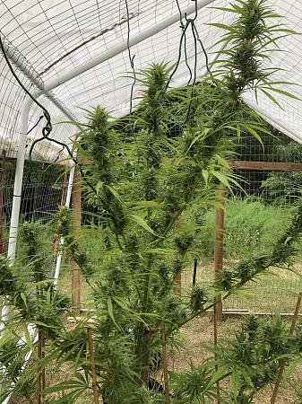 Click image for larger version

Name:	IMG_4369.jpg
Views:	10
Size:	4.26 MB
ID:	663287