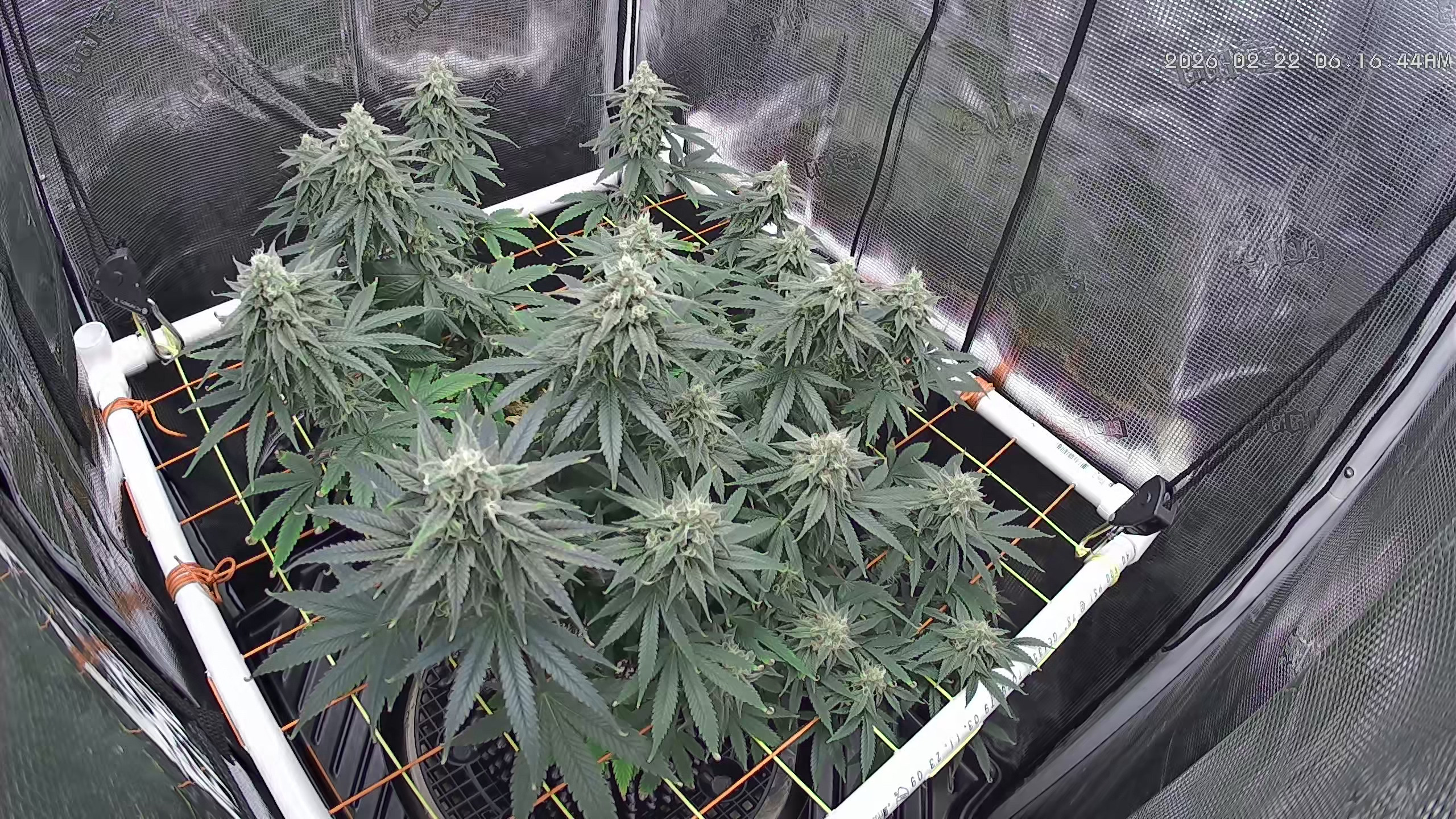 Click image for larger version

Name:	2026-02-22.jpg
Views:	23
Size:	1.43 MB
ID:	663302