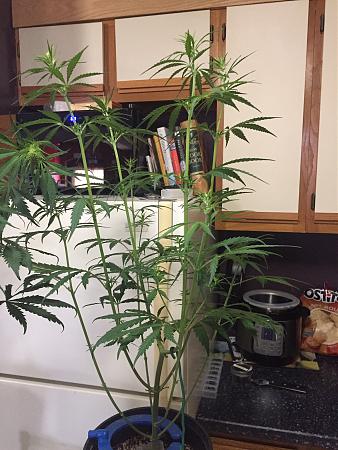 Click image for larger version

Name:	IMG_0458.JPG
Views:	332
Size:	579.3 KB
ID:	398414