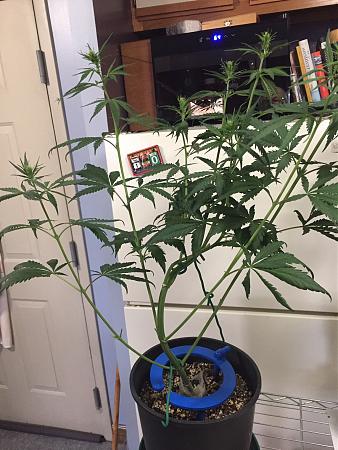 Click image for larger version

Name:	IMG_0456.JPG
Views:	359
Size:	556.4 KB
ID:	398412