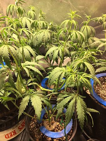 Click image for larger version

Name:	IMG_0455.JPG
Views:	309
Size:	888.7 KB
ID:	397322