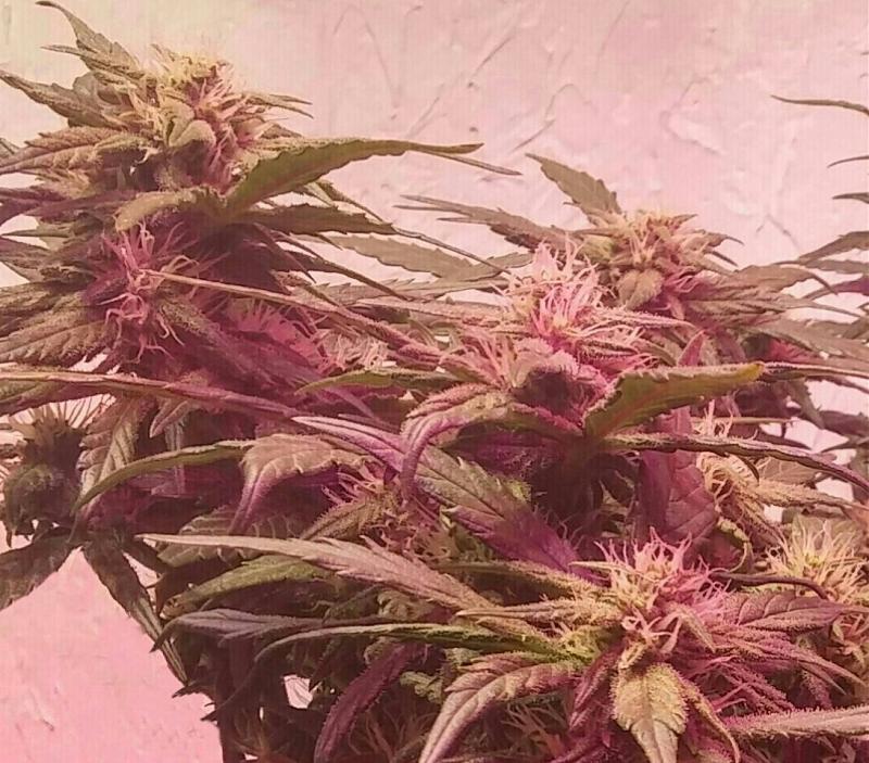 Click image for larger version

Name:	GLRY0080.jpg
Views:	374
Size:	687.3 KB
ID:	106642