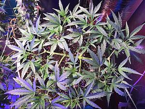 Click image for larger version

Name:	IMG_2957.jpg
Views:	428
Size:	537.8 KB
ID:	104591