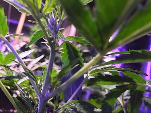 Click image for larger version

Name:	IMG_2960.jpg
Views:	442
Size:	319.4 KB
ID:	104592