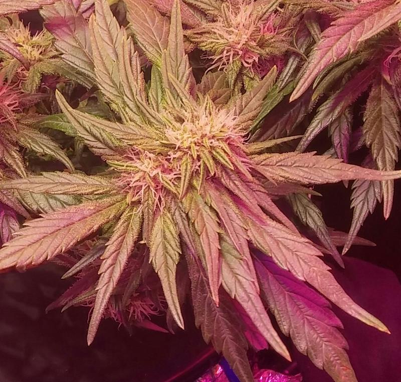 Click image for larger version

Name:	GLRY0200.jpg
Views:	418
Size:	957.0 KB
ID:	106643