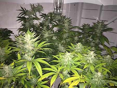 Click image for larger version

Name:	IMG_2852.JPG
Views:	533
Size:	2.05 MB
ID:	209620