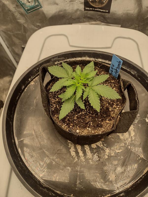 Click image for larger version

Name:	IMG_20260223_073556036_HDR.jpg
Views:	7
Size:	3.09 MB
ID:	663326