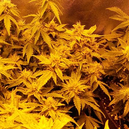 Click image for larger version

Name:	20170222_070114.jpg
Views:	188
Size:	6.17 MB
ID:	59637