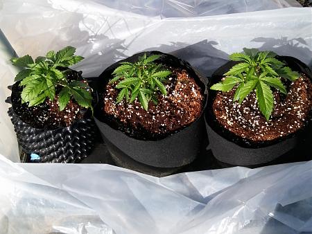 Click image for larger version

Name:	20170217_143124.jpg
Views:	200
Size:	6.21 MB
ID:	57610