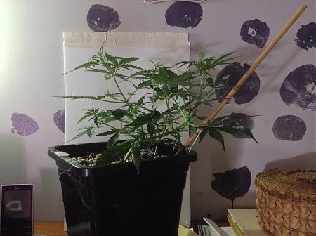 Click image for larger version

Name:	IMG_1295.JPG
Views:	619
Size:	2.30 MB
ID:	29821