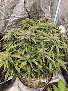 Click image for larger version

Name:	20200408_105121_copy_1209x1612.jpg
Views:	549
Size:	967.1 KB
ID:	392891