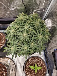 Click image for larger version

Name:	20200328_112359_copy_1209x1612.jpg
Views:	593
Size:	924.6 KB
ID:	389014