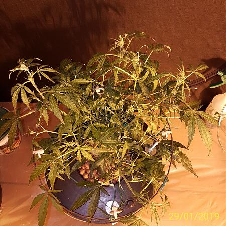 Click image for larger version

Name:	Thing 2.stretch.top.jpg
Views:	362
Size:	1.24 MB
ID:	287721