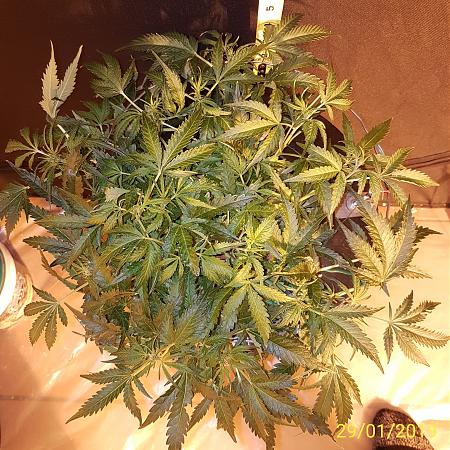 Click image for larger version

Name:	Thing 1.stretch.top.jpg
Views:	369
Size:	1.43 MB
ID:	287723