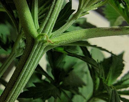 Click image for larger version

Name:	2019-05-12 BMB.jpg
Views:	1176
Size:	101.2 KB
ID:	310341