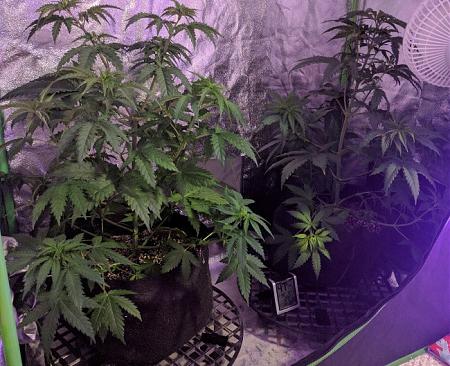 Click image for larger version

Name:	2019-05-20 BMA and BMB.jpg
Views:	1163
Size:	135.3 KB
ID:	311579