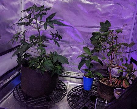 Click image for larger version

Name:	2019-05-20 BMC and Friends.jpg
Views:	1193
Size:	128.4 KB
ID:	311580