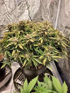 Click image for larger version

Name:	20200414_130521_copy_1209x1612.jpg
Views:	517
Size:	910.2 KB
ID:	395458