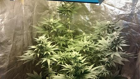 Click image for larger version

Name:	IMG_20180322_190143180.jpg
Views:	267
Size:	1.19 MB
ID:	188585