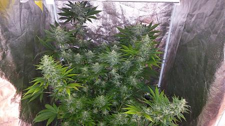 Click image for larger version

Name:	20180330_185404.jpg
Views:	289
Size:	2.62 MB
ID:	191336