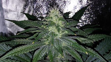 Click image for larger version

Name:	20180330_185335.jpg
Views:	251
Size:	3.04 MB
ID:	191338