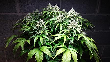 Click image for larger version

Name:	20180318_104338_HDR.jpg
Views:	262
Size:	2.57 MB
ID:	187151