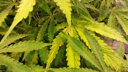 Click image for larger version

Name:	20180313_190849.jpg
Views:	237
Size:	2.33 MB
ID:	185747