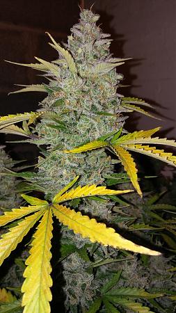 Click image for larger version

Name:	20180330_190112.jpg
Views:	280
Size:	2.49 MB
ID:	191329