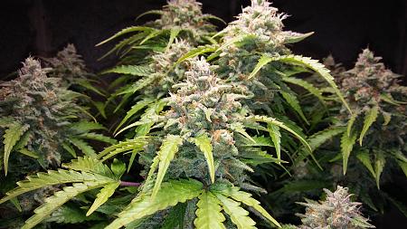 Click image for larger version

Name:	20180318_103758.jpg
Views:	287
Size:	2.51 MB
ID:	187153