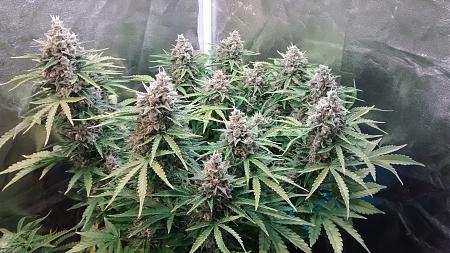 Click image for larger version

Name:	IMG_20180326_191009158.jpg
Views:	275
Size:	1.15 MB
ID:	190179