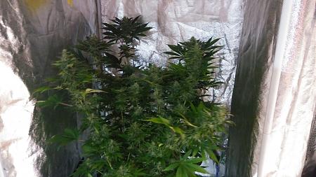 Click image for larger version

Name:	20180330_185416.jpg
Views:	244
Size:	1.74 MB
ID:	191335