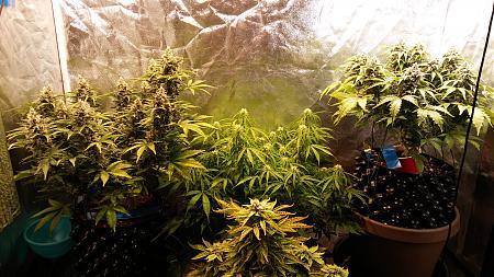 Click image for larger version

Name:	20180318_110248.jpg
Views:	245
Size:	3.05 MB
ID:	187155