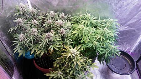 Click image for larger version

Name:	20180313_190810.jpg
Views:	271
Size:	3.40 MB
ID:	185755