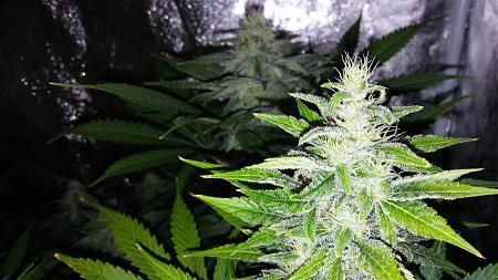 Click image for larger version

Name:	20180330_185344.jpg
Views:	263
Size:	2.18 MB
ID:	191339