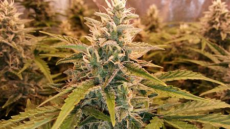 Click image for larger version

Name:	20180313_190821.jpg
Views:	279
Size:	2.63 MB
ID:	185753