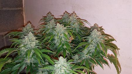 Click image for larger version

Name:	20180313_190516.jpg
Views:	257
Size:	2.37 MB
ID:	185750