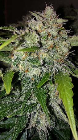 Click image for larger version

Name:	20180313_190544.jpg
Views:	296
Size:	2.90 MB
ID:	185752