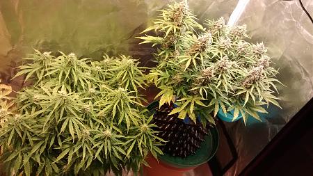 Click image for larger version

Name:	IMG_20180326_191026733.jpg
Views:	259
Size:	1.06 MB
ID:	190180