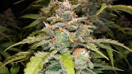 Click image for larger version

Name:	20180318_103807.jpg
Views:	278
Size:	2.32 MB
ID:	187152