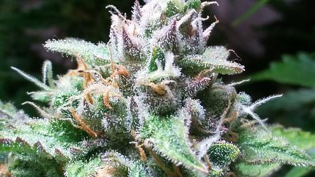 Click image for larger version

Name:	20180318_104033_HDR.jpg
Views:	329
Size:	1.75 MB
ID:	187154