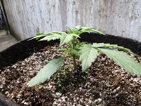 Click image for larger version

Name:	IMG_0585.JPG
Views:	1537
Size:	1.18 MB
ID:	405166