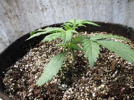 Click image for larger version

Name:	IMG_0586.JPG
Views:	1568
Size:	1.18 MB
ID:	405164