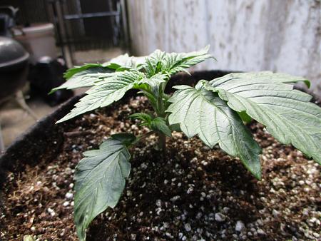 Click image for larger version

Name:	IMG_0589.JPG
Views:	1538
Size:	853.4 KB
ID:	405160