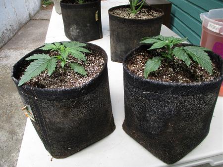 Click image for larger version

Name:	IMG_0591.JPG
Views:	1543
Size:	1.21 MB
ID:	405162