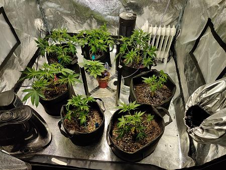 Click image for larger version

Name:	cloneFamilyTrimmed.jpg
Views:	382
Size:	4.45 MB
ID:	374401