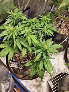 Click image for larger version

Name:	20200430_102128_copy_1209x1612.jpg
Views:	658
Size:	892.3 KB
ID:	400211