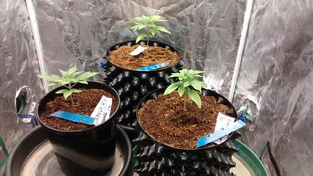 Click image for larger version

Name:	IMG_20180211_185855391.jpg
Views:	198
Size:	1.10 MB
ID:	174500